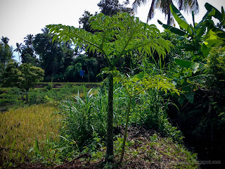Grow Wild Elephant Foot Yam Or Amorphophallus Paeoniifolius Plants View In The Rice Fields At Ringdikit Village, North Bali, Indonesia