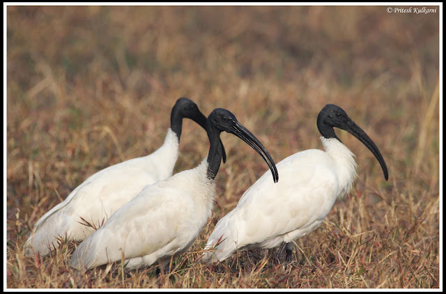 Oriental White ibis at Bharatpur Oriental White ibis at Bharatpur