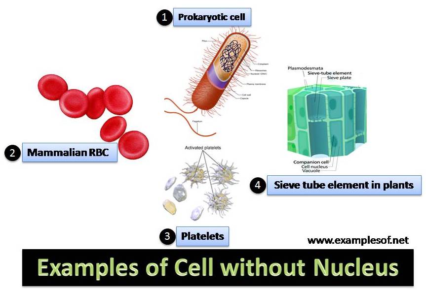 4 Examples of Cell without Nucleus