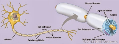 Fungsi Nodus Ranvier Fungsi Nodus Ranvier