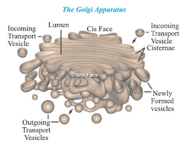 Golgi Apparatus: