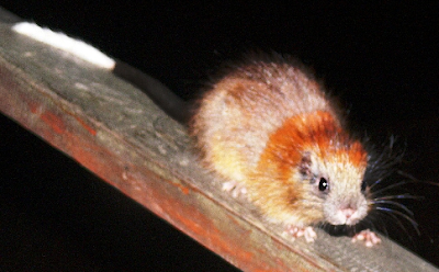 Red crested tree Rat