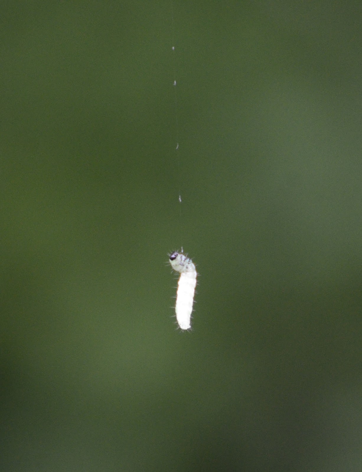 Liliwasabi 22 mai 2013, Journée internationale de la biodiversité