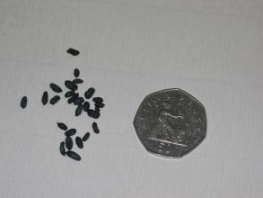 Как выглядят какашки мышей. Помет летучих мышей