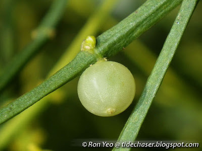 Leafless Mistletoe (Viscum articulatum)