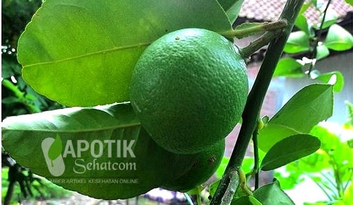 Obat Panu Tradisional Dari Bahan Alami Obat Panu Tradisional Dari Bahan Alami