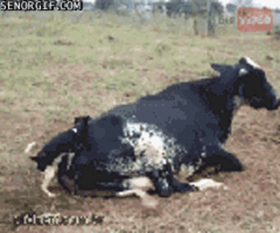 Funny Gifs - The Moo Show