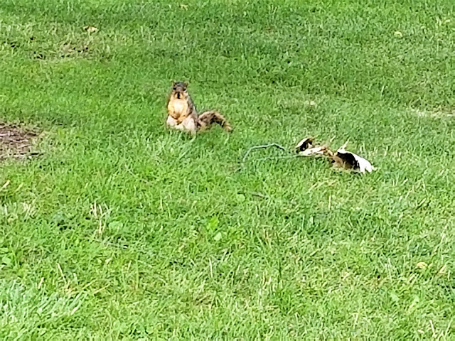 Scenes From My Qeekend - Happy July 1! - squirrel bohohome.com @bohosusan