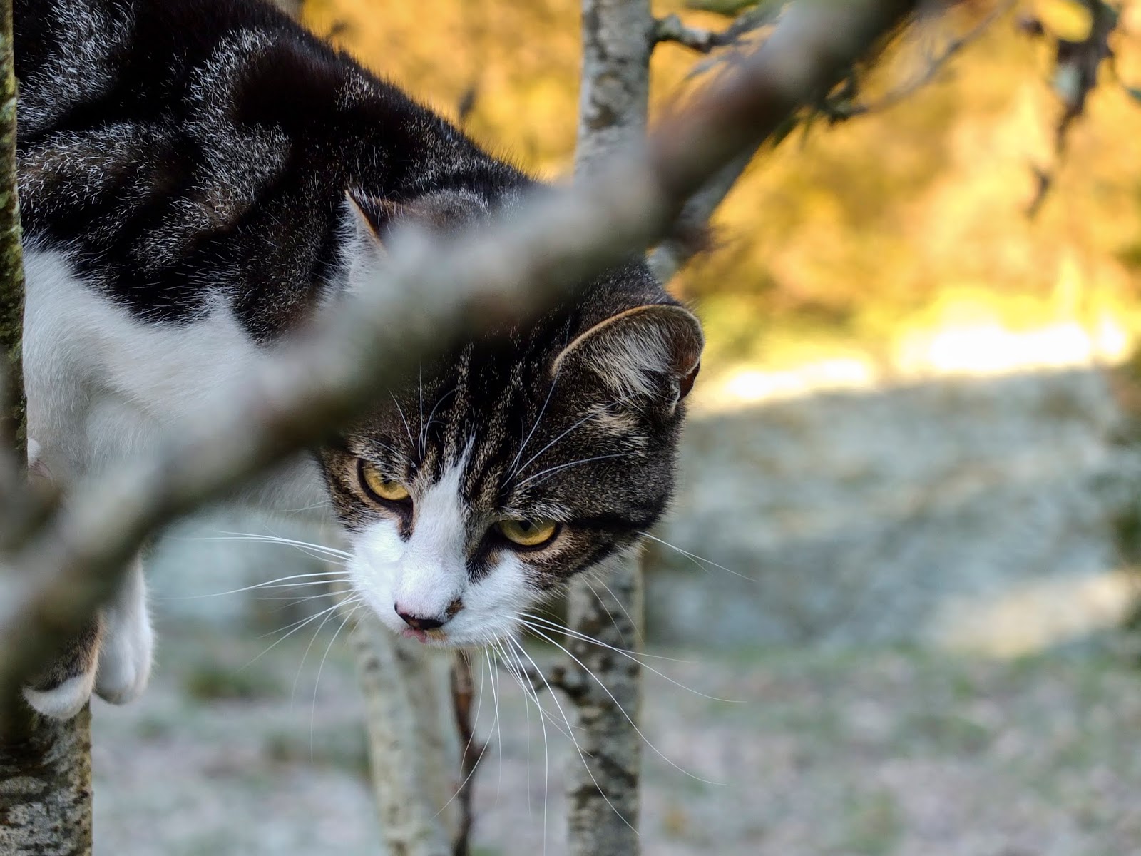 A cat climbing down a tree on a frosty morning.