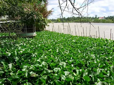 Kinh nghiệm câu cá-Mồi câu cá-Thời tiết để đi câu