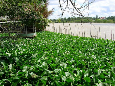 Kinh nghiệm câu cá-Mồi câu cá-Thời tiết để đi câu