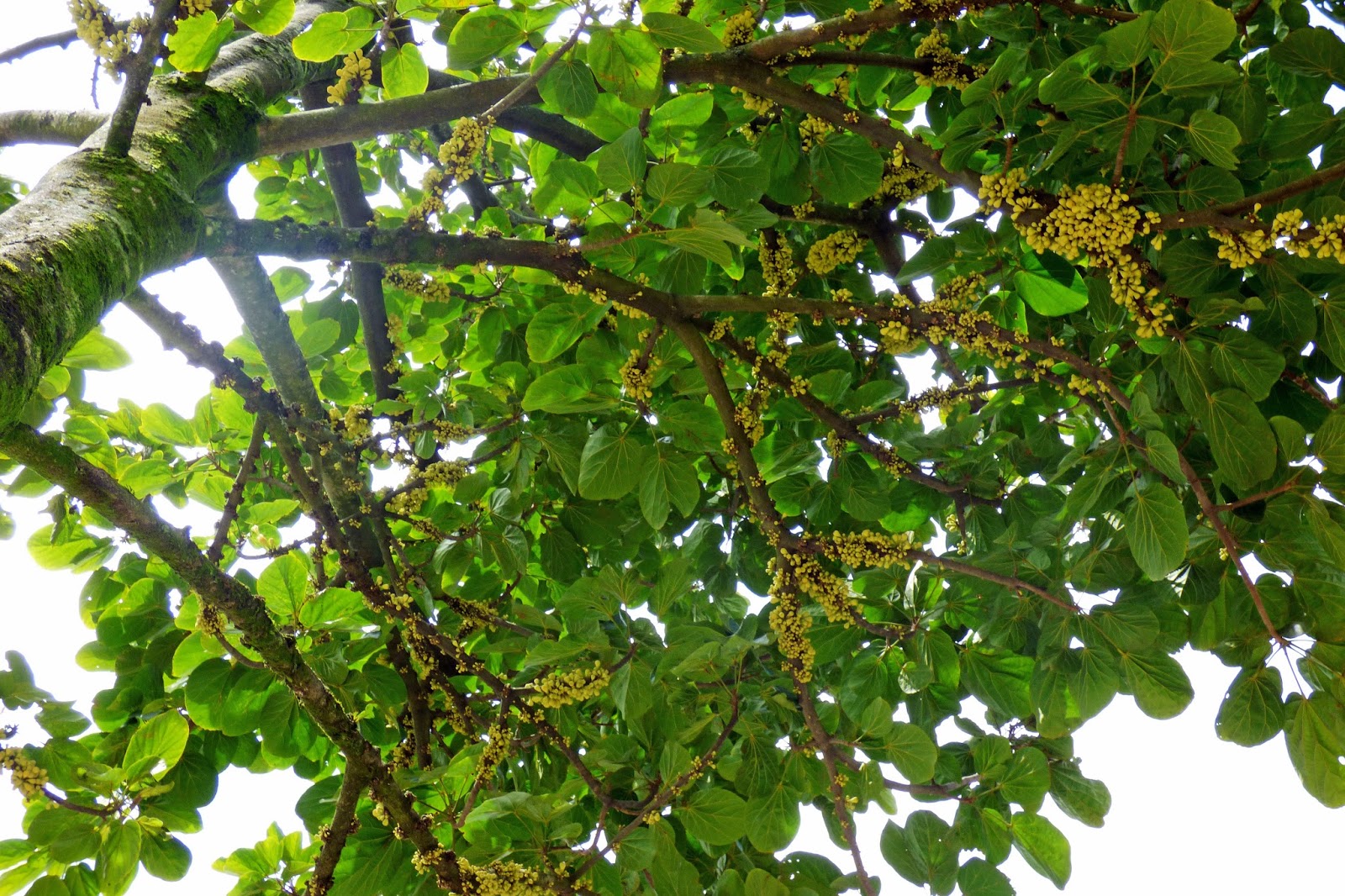 ARBORETUM ÁRBOLES FANTÁSTICOS, el Zapote