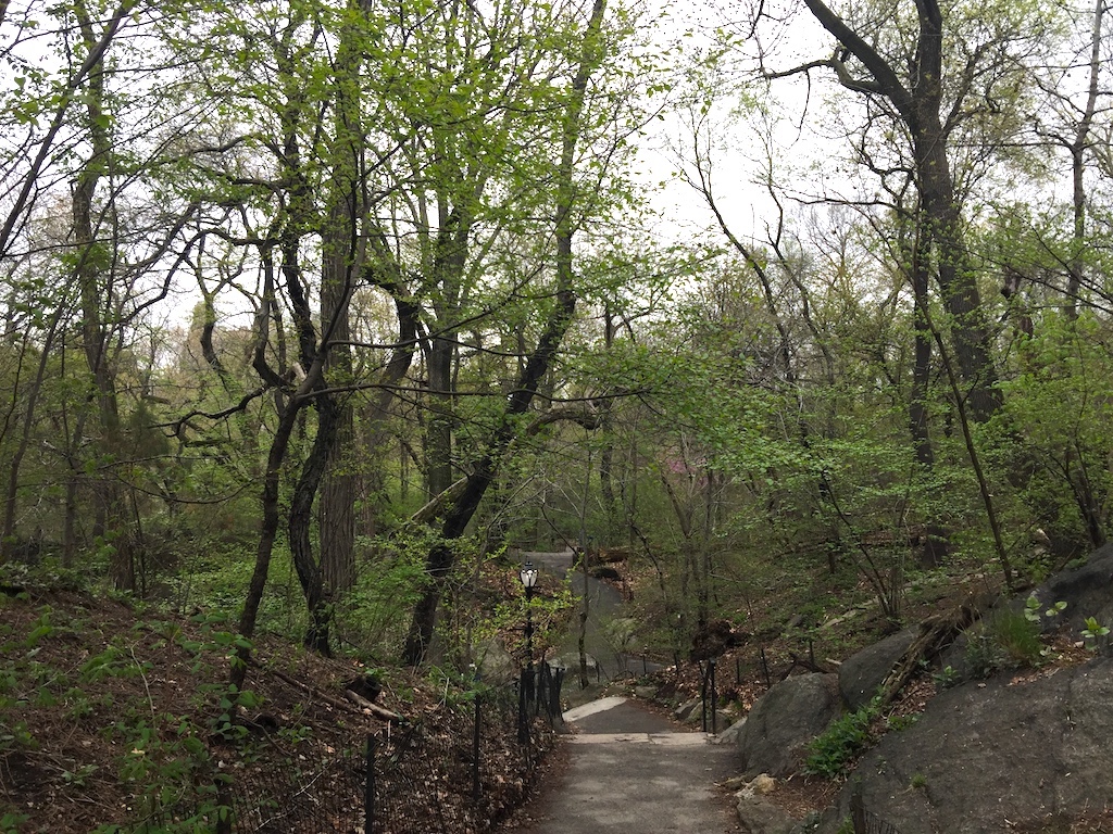 Forest Bathing in Central Park