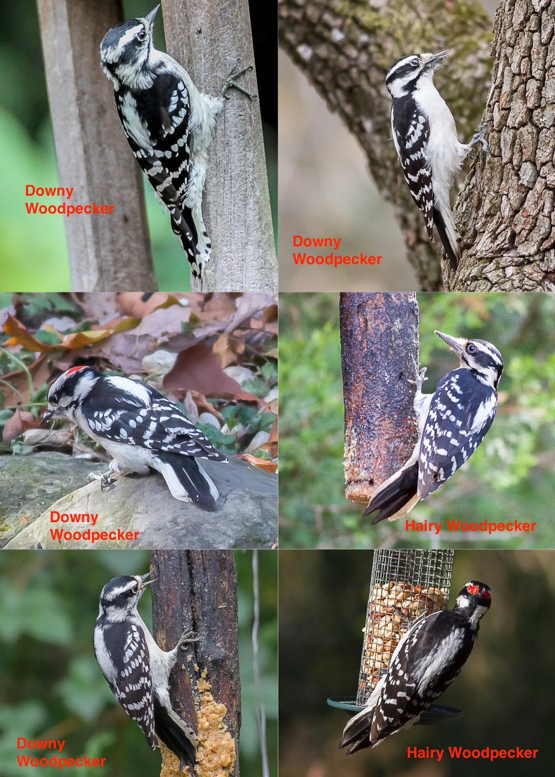 Birding Club of Delaware County: Help with Downy and Hairy Woodpecker