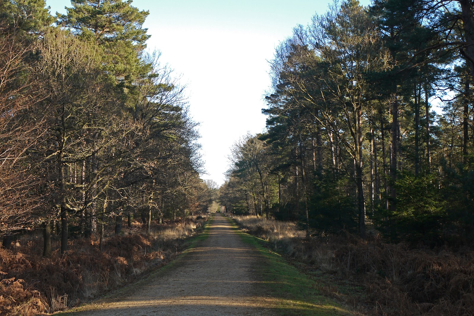 Walking in the country Standing Hat near Brockenhurst