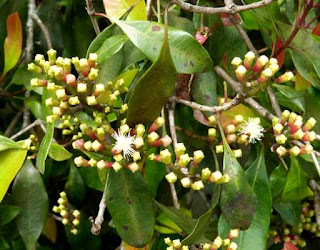 Plantas Mágicas: Clavo Plantas Mágicas: Clavo