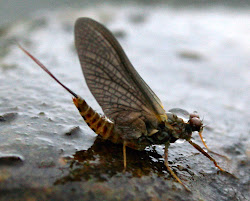 mayfly drake hecuba hendrickson male tiny bird names many brown dun hatch dark fall