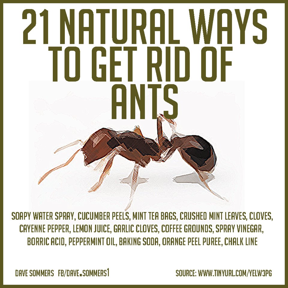 Our Journey Of Completion~Body~Heart~Soul: NATURAL WAYS TO GET RID OF ANTS