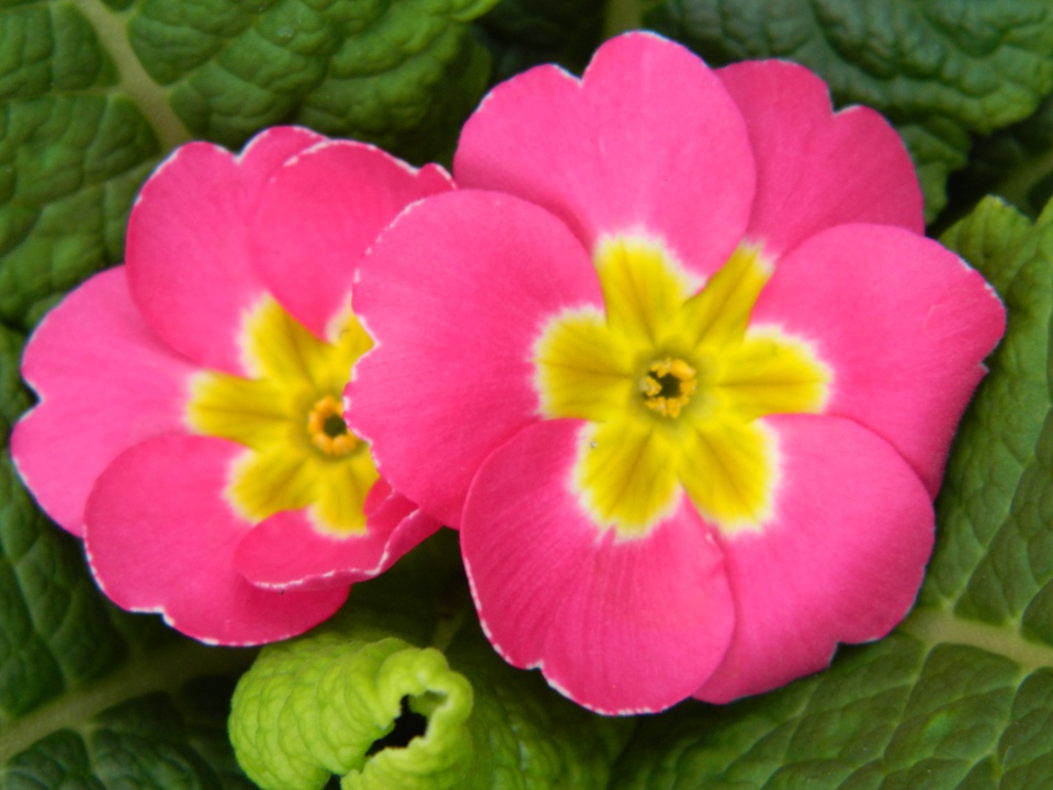 Allan Gardens Conservatory Easter Flower Show 2013 hot pink primula blooms by garden muses: Toronto gardening blog Allan Gardens Conservatory Easter Flower Show 2013 hot pink primula blooms by garden muses: Toronto gardening blog