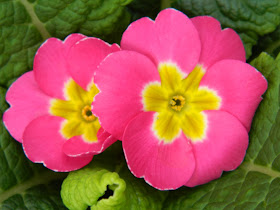 Allan Gardens Conservatory Easter Flower Show 2013 hot pink primula blooms by garden muses: Toronto gardening blog