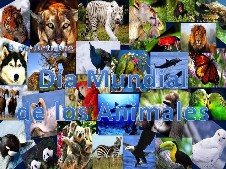 Compartiendo mi opinión: Hoy 4 de Octubre se celebra el Día Mundial de los  Animales