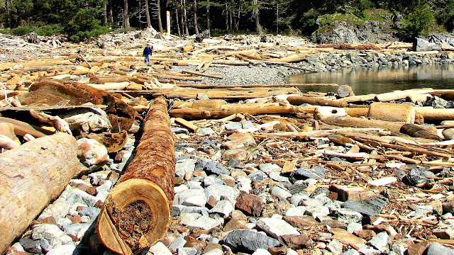 Drift logs are a huge feature of  the beach at Valdes Drive