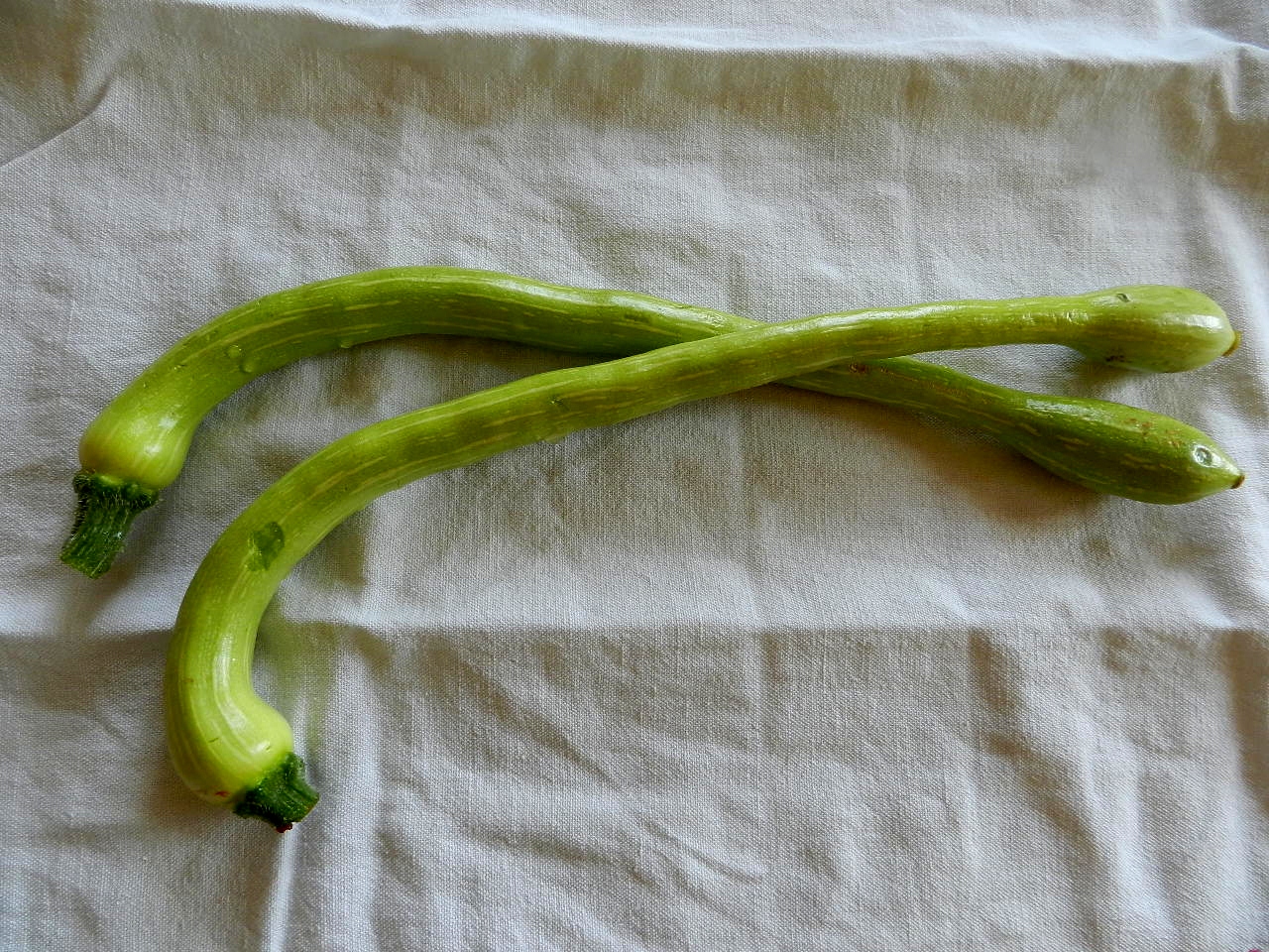 Piante Di Zucchino Trombetta Gold - Confezione Da 2 Per Orto Domestico