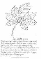 liść kasztanowca szablon opis