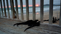 Iguanas watching the sunset at Puerto Villamil, Isabela Island, GalapagosIguanas watching the sunset at Puerto Villamil, Isabela Island, Galapagos