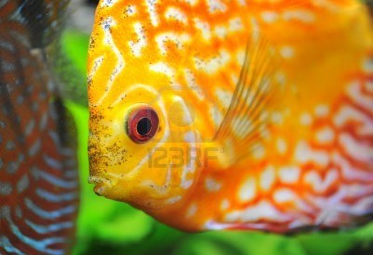 Deal with pets Discus Fish Information
