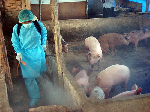 Top 4 biện pháp phòng chống dịch bệnh cho gia súc thời điểm giao mùa