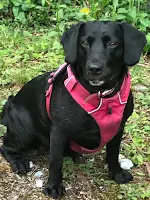 black springador dog sat with pink harness