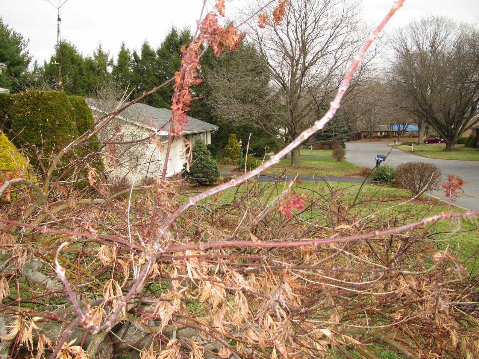 Groshs Lawn Service Japanese Maple Tree Trimming & Thinning in