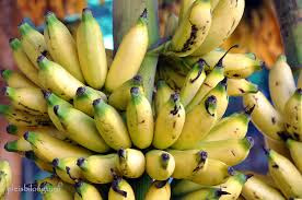 Harga jual pisang 2016 jabodetabek jawa barat