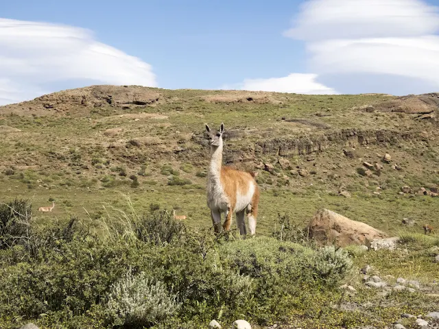 Guanaco spotted on a Torres del Paine day trip from Puerto Natales Chile