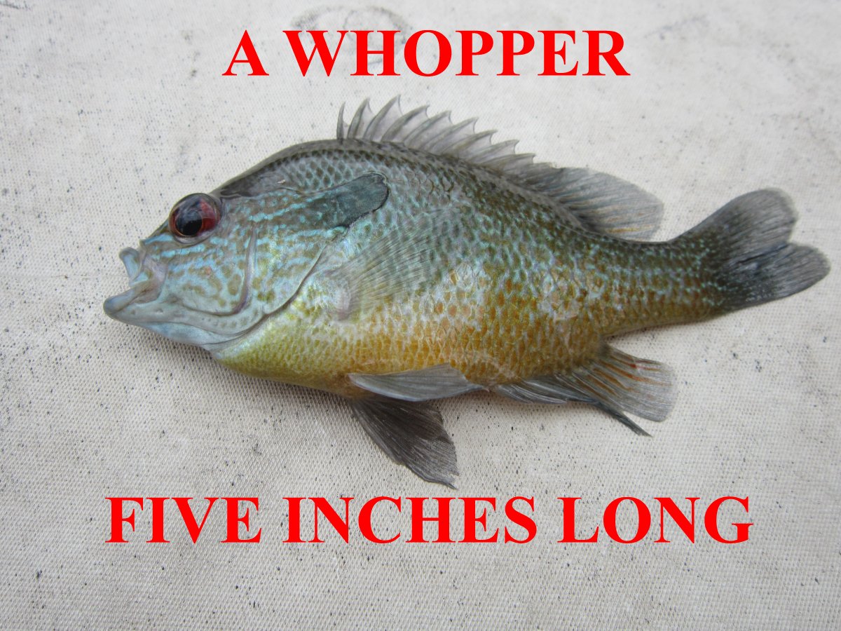 SPIRIT UNCENSORED : A Whopper