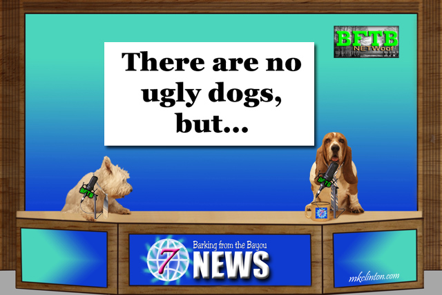 BFTB NETWoof News with two dogs reporting