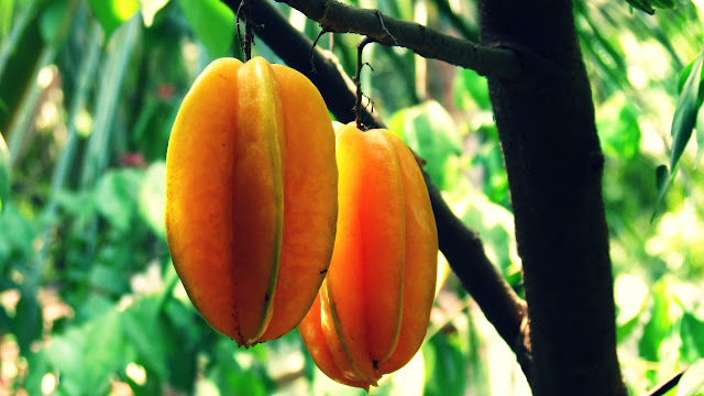 Buah Belimbing Manis Cara Mengolah Akar, Bunga, Buah Belimbing Manis