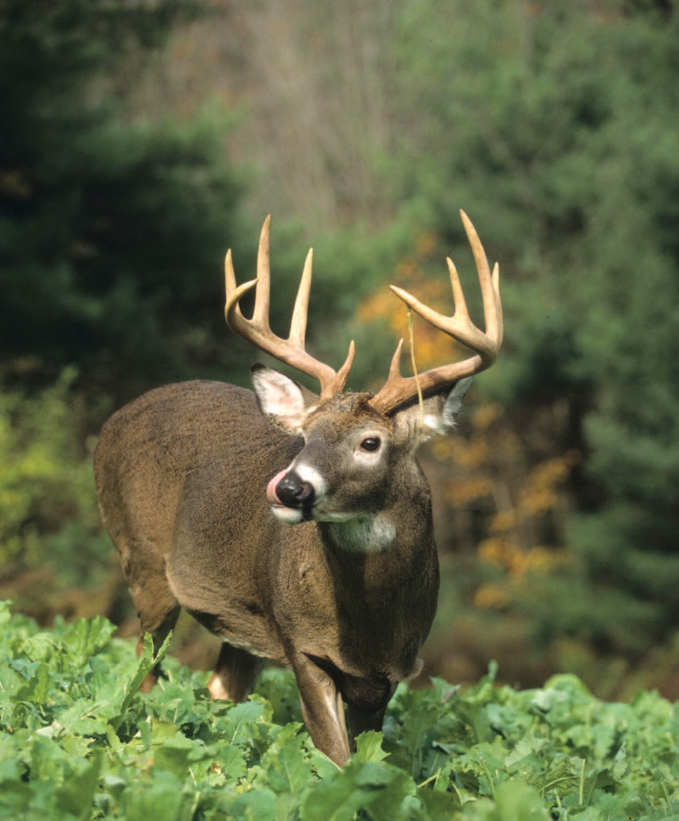 Whitetail Institute Imperial Whitetail WinterGreens… The “Maximum