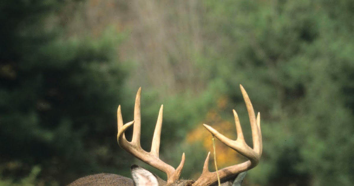 Whitetail Institute Imperial Whitetail WinterGreens… The “Maximum