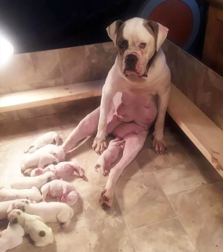 29 Heartwarming Images Of Cute Animals Depict What It’s Like Being A Mom