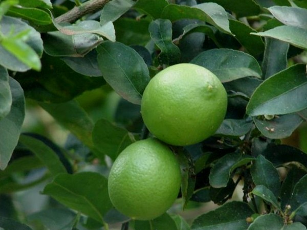 34 Khasiat Jeruk Nipis Sebagai Obat Tradisional Manfaat Buah Jeruk Nipis