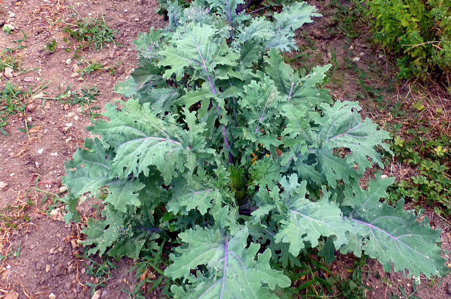 Living the life in SaintAignan Kale (Red Russian) in seven photos