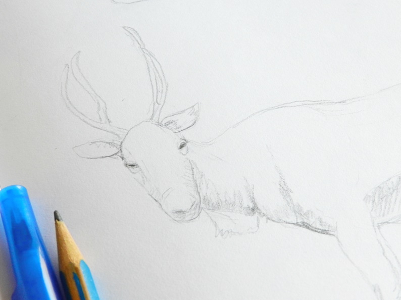 deer pencil drawing