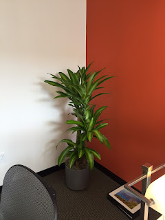 Office planters Lechuza, metal, earth form; office plant leasing;