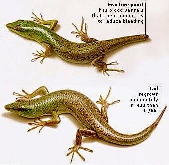 The ANT Blog: Autotomy: The 'Tail' of a Great Escape