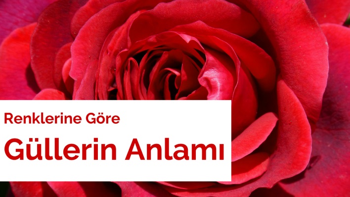 Güllerin Anlamı Güllerin Anlamı