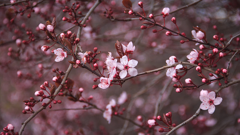 Red Cherry Blossom