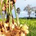 Made in Albania ginger cultivation began