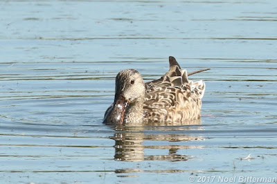 Northern Shoveler